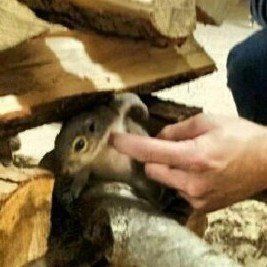 A person is petting a squirrel under a pile of logs.