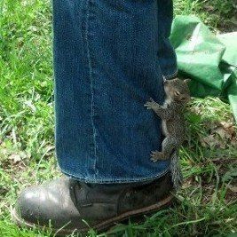 A small squirrel is sitting on a person 's leg.