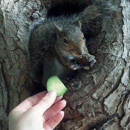 A squirrel is eating a slice of cucumber from a person 's hand.
