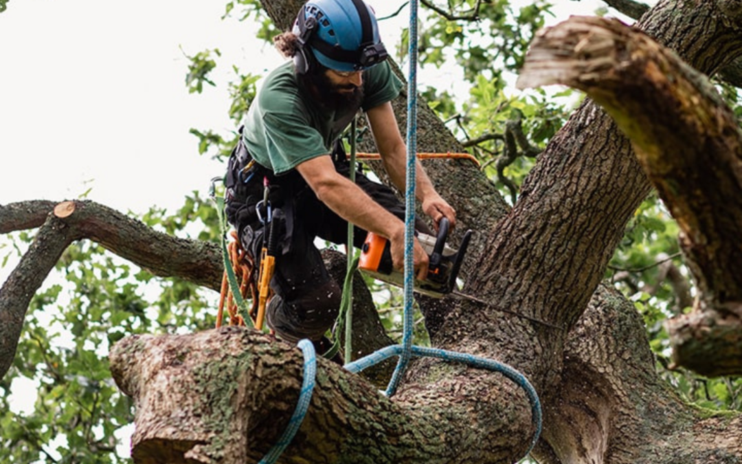 Arborist wearing safety gear, cutting a large tree branch with a chainsaw.