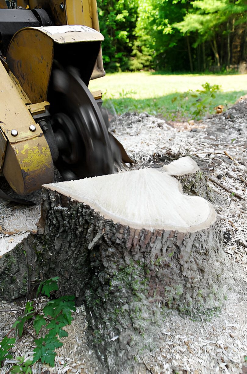 A tree stump is being cut down by a machine.