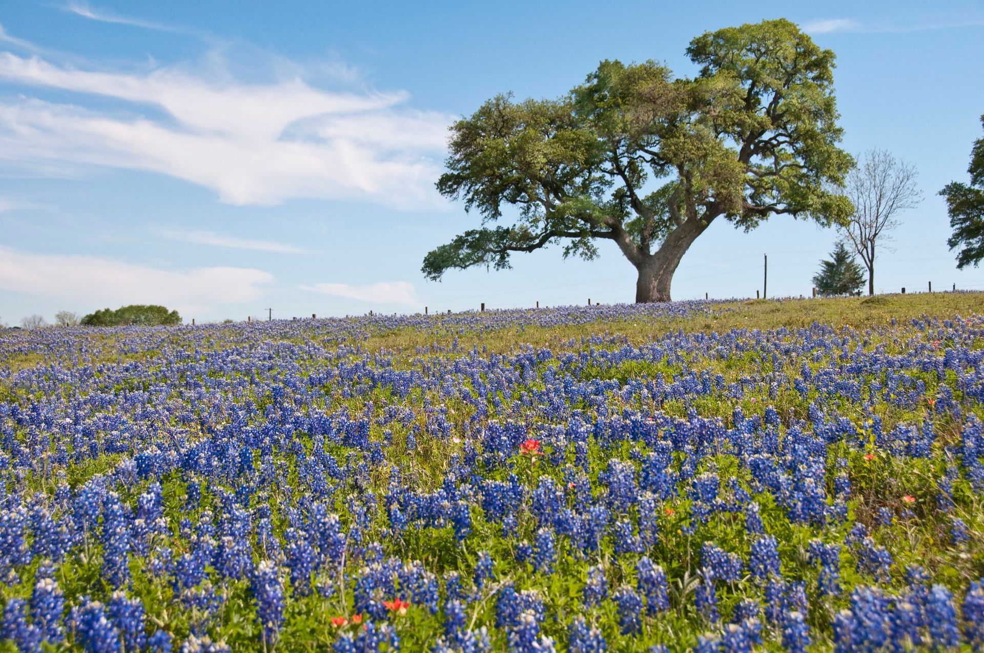 A field of blue flowers with a tree in the background