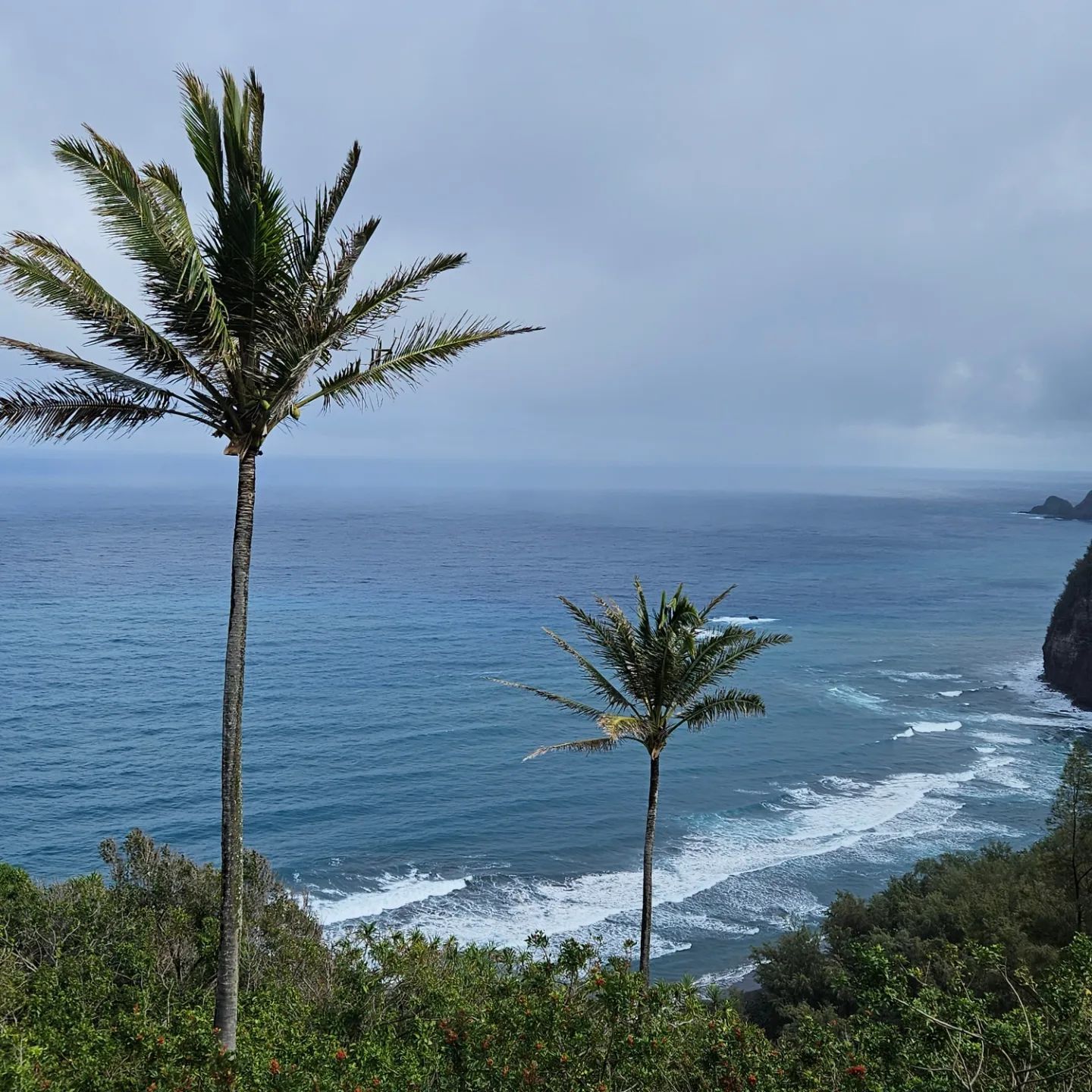 Two palm trees stand on a hillside overlooking a blue ocean with waves crashing against a rugged coastline.
