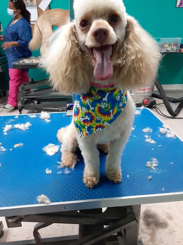 Tan poodle with a happy expression after grooming, wearing a bandana. Grooming table. Tan poodle with a happy expression after grooming, wearing a bandana. Grooming table.