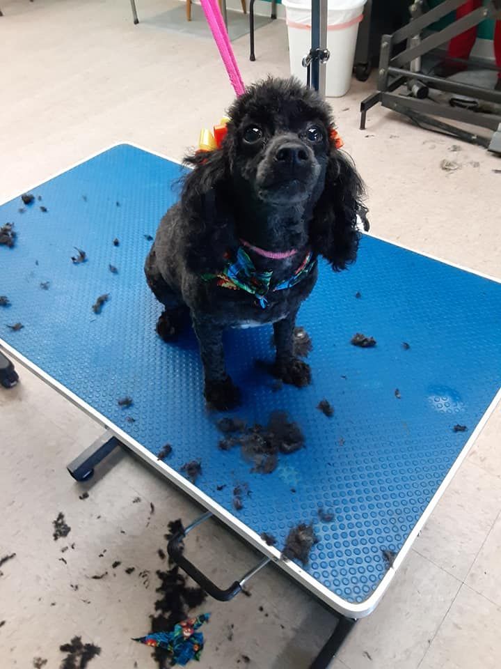 Black poodle on a blue grooming table, with a colorful collar, and hair trimmings scattered. Black poodle on a blue grooming table, with a colorful collar, and hair trimmings scattered.