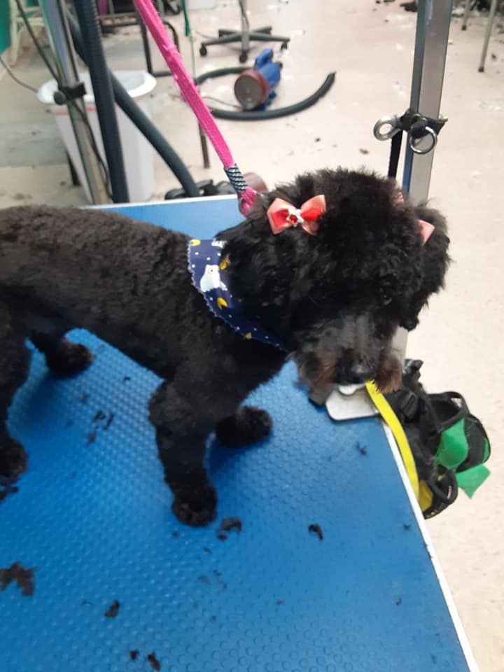 Black dog with a pink bow on its head, on a grooming table. Black dog with a pink bow on its head, on a grooming table.