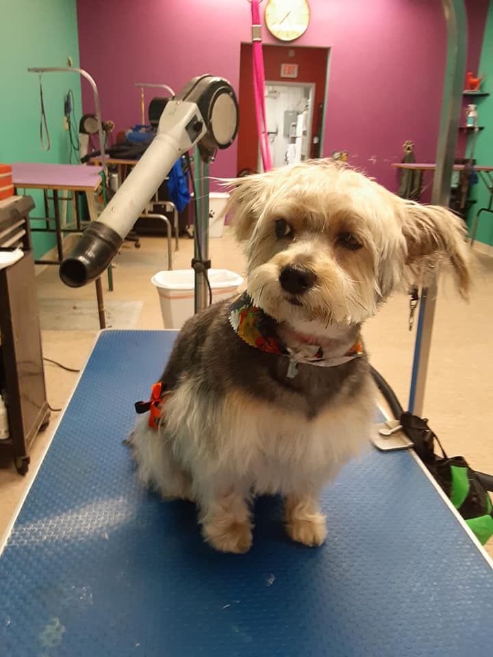 A small dog with a fresh haircut sits on a grooming table, facing the camera. A small dog with a fresh haircut sits on a grooming table, facing the camera.