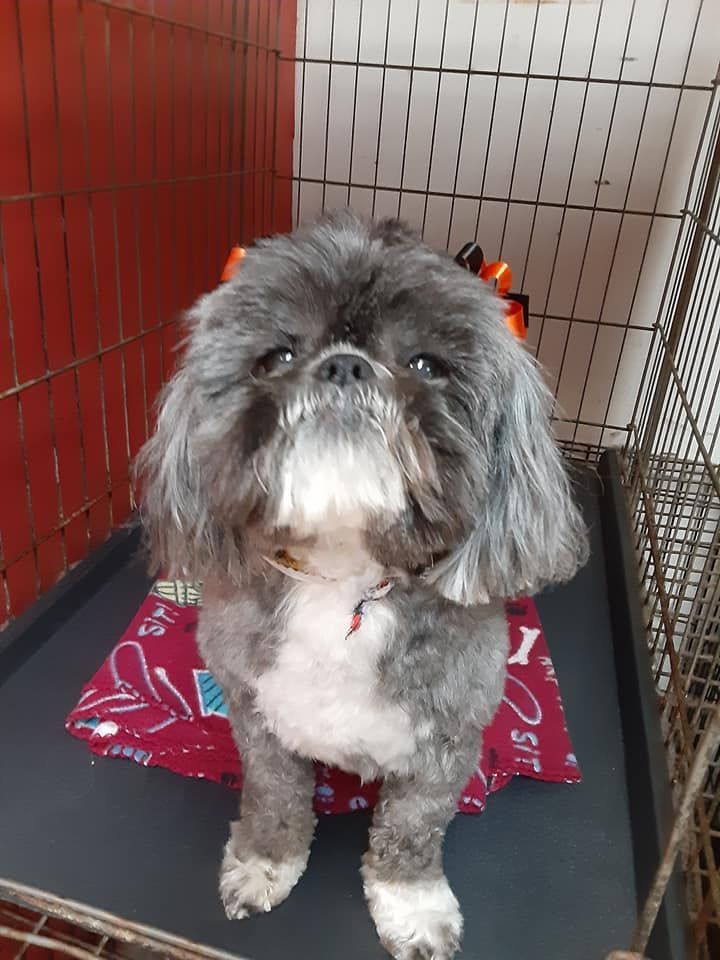 Gray and white Shih Tzu in a kennel, wearing a bow, on a red patterned cushion. Gray and white Shih Tzu in a kennel, wearing a bow, on a red patterned cushion.