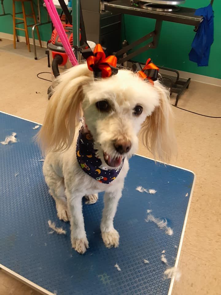 White dog with orange bows, bandana, sitting on blue table, looking happy. Grooming setting. White dog with orange bows, bandana, sitting on blue table, looking happy. Grooming setting.