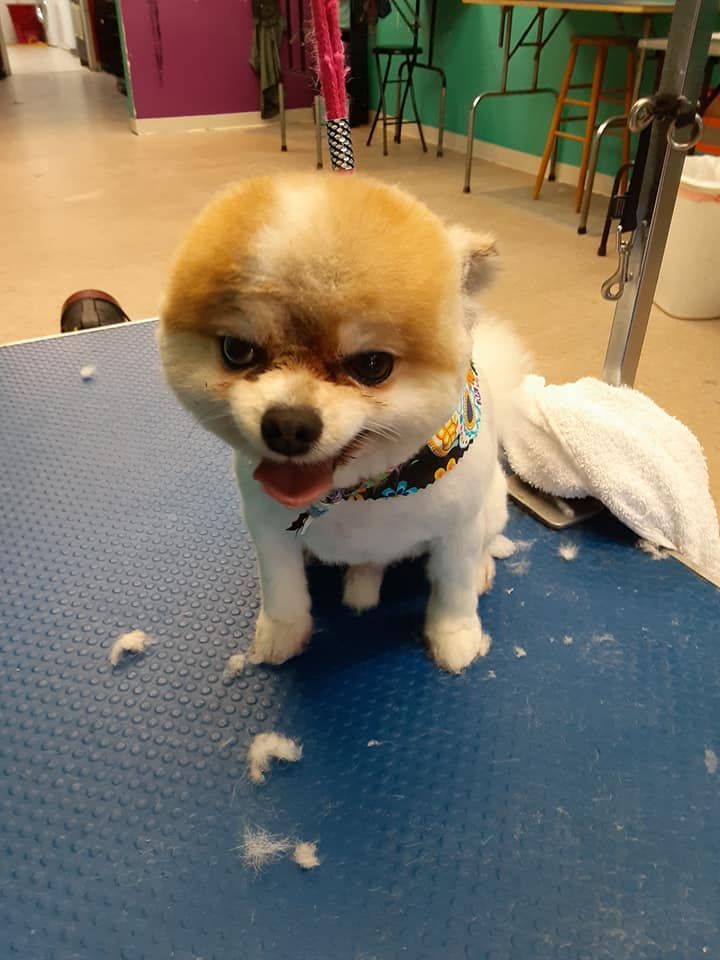 Tan and white Pomeranian dog with a freshly-groomed haircut and a bandanna on a grooming table. Tan and white Pomeranian dog with a freshly-groomed haircut and a bandanna on a grooming table.