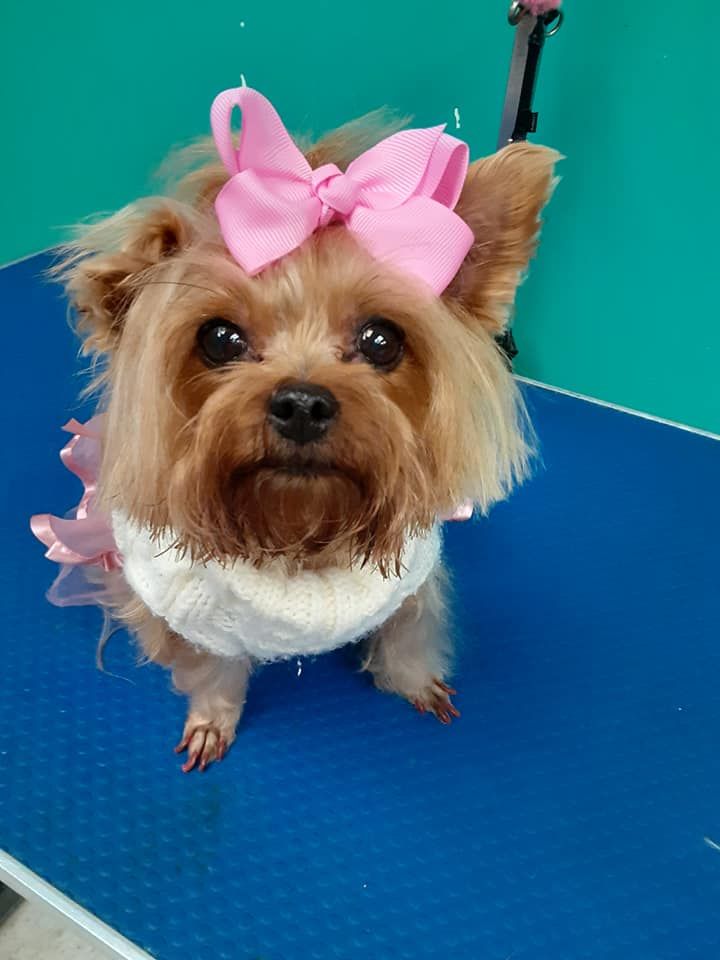Yorkshire Terrier with pink bow, wearing white sweater, sitting on blue grooming table. Yorkshire Terrier with pink bow, wearing white sweater, sitting on blue grooming table.