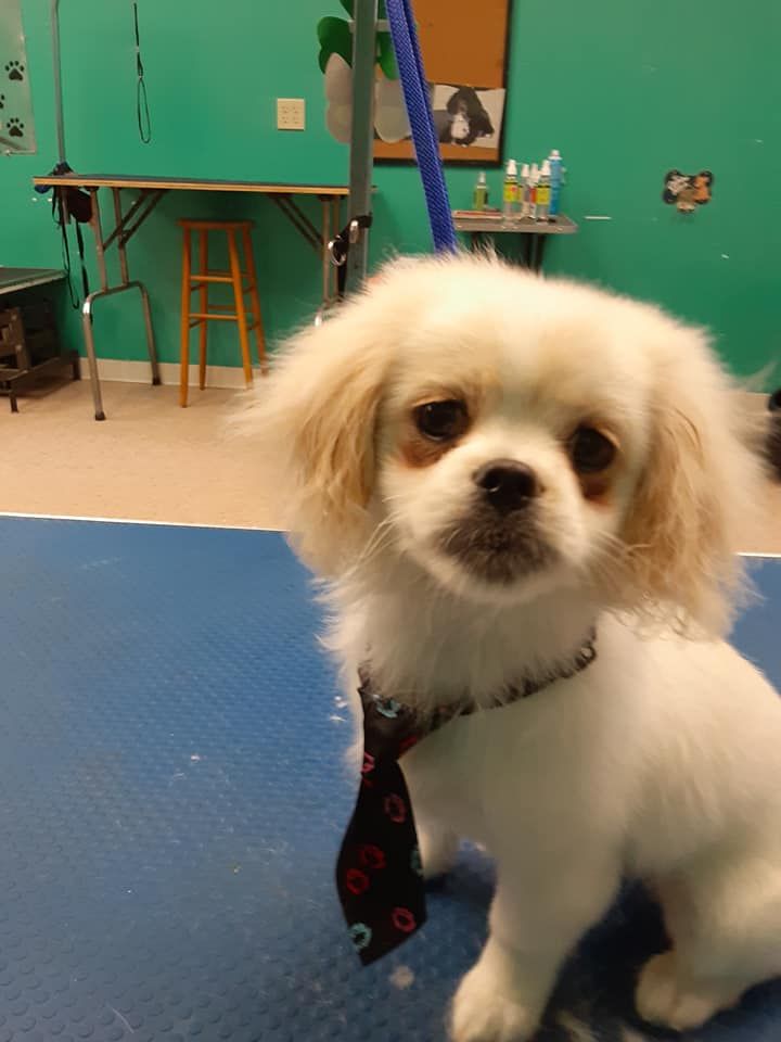 White dog with a tie sitting on a blue grooming table, inside a shop with green walls. White dog with a tie sitting on a blue grooming table, inside a shop with green walls.