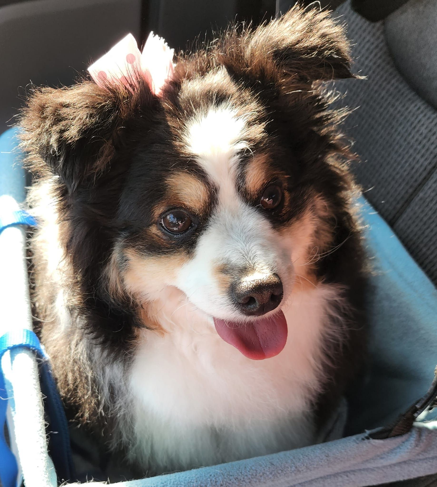 Tri-colored dog with pink bow, panting in a blue carrier. Tri-colored dog with pink bow, panting in a blue carrier.