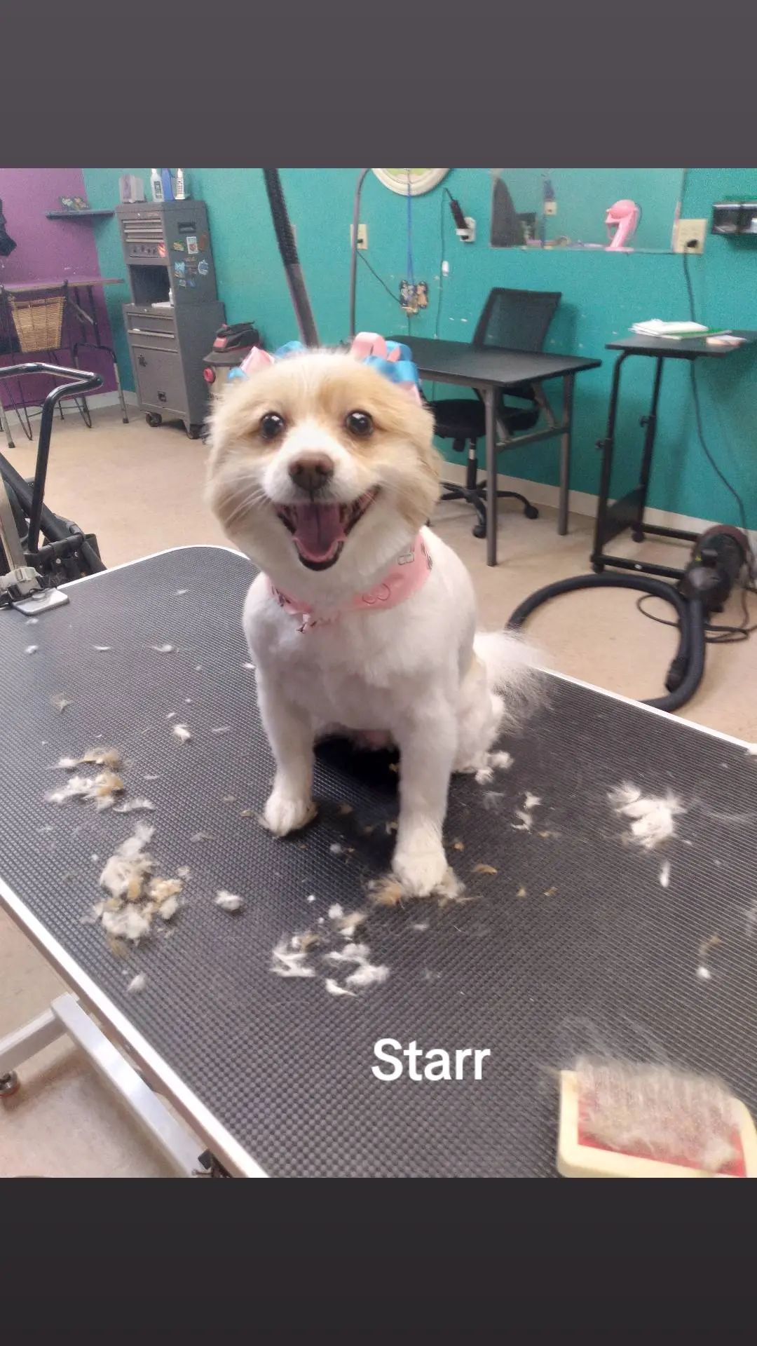 Happy dog, Starr, after grooming, sitting on a table with a pink bow, in a salon.