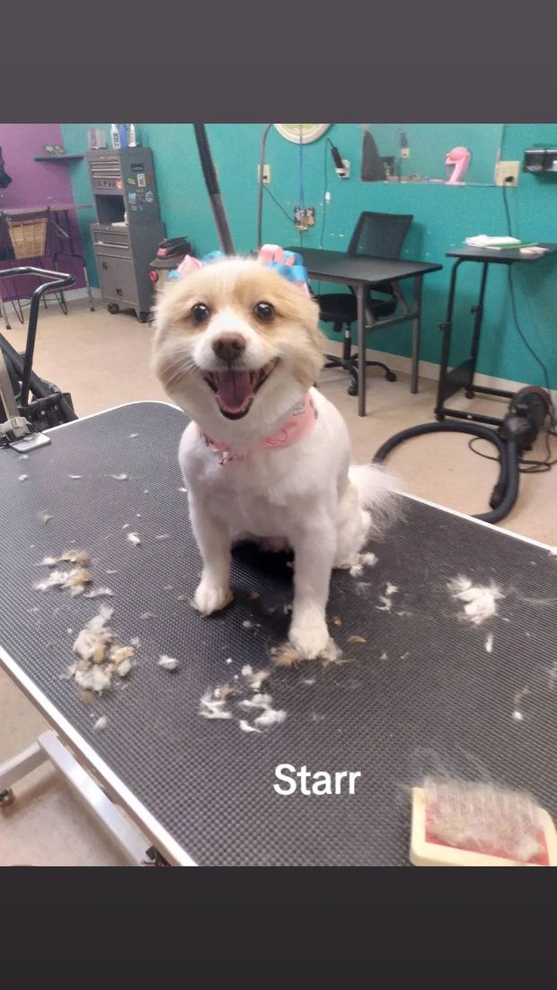 Happy dog, Starr, after grooming, sitting on a table with a pink bow, in a salon. Happy dog, Starr, after grooming, sitting on a table with a pink bow, in a salon.