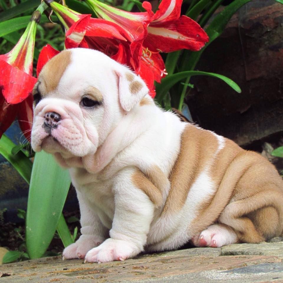 English bulldog puppy with white and tan fur, sitting near red flowers.