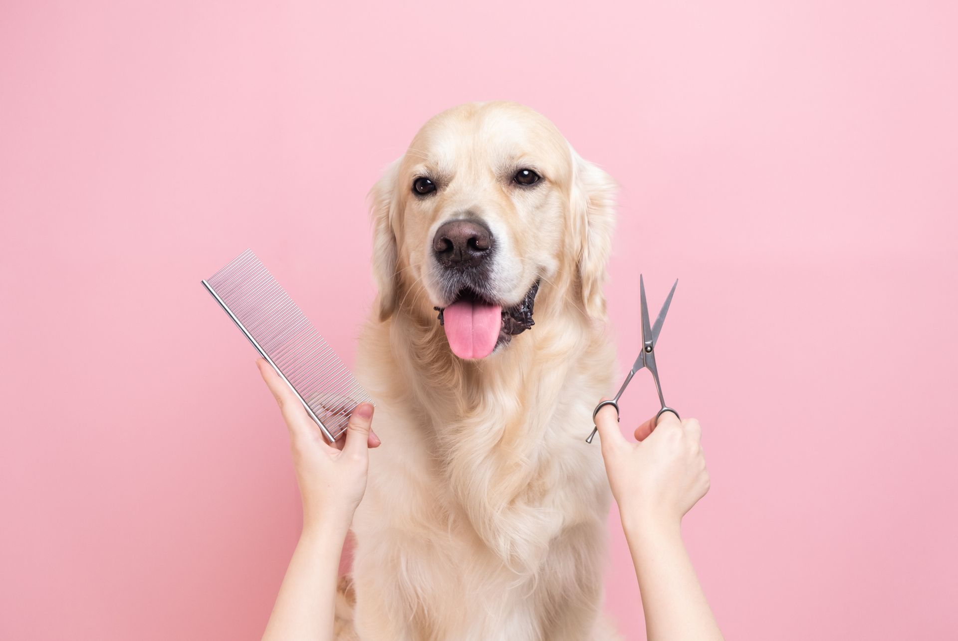 Golden retriever being groomed against a pink background; hands hold scissors and a comb.