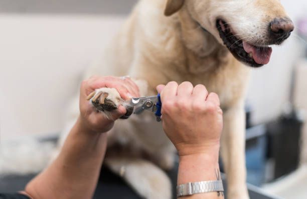 Person trimming a yellow Labrador's nails with clippers indoors; dog is relaxed, panting.