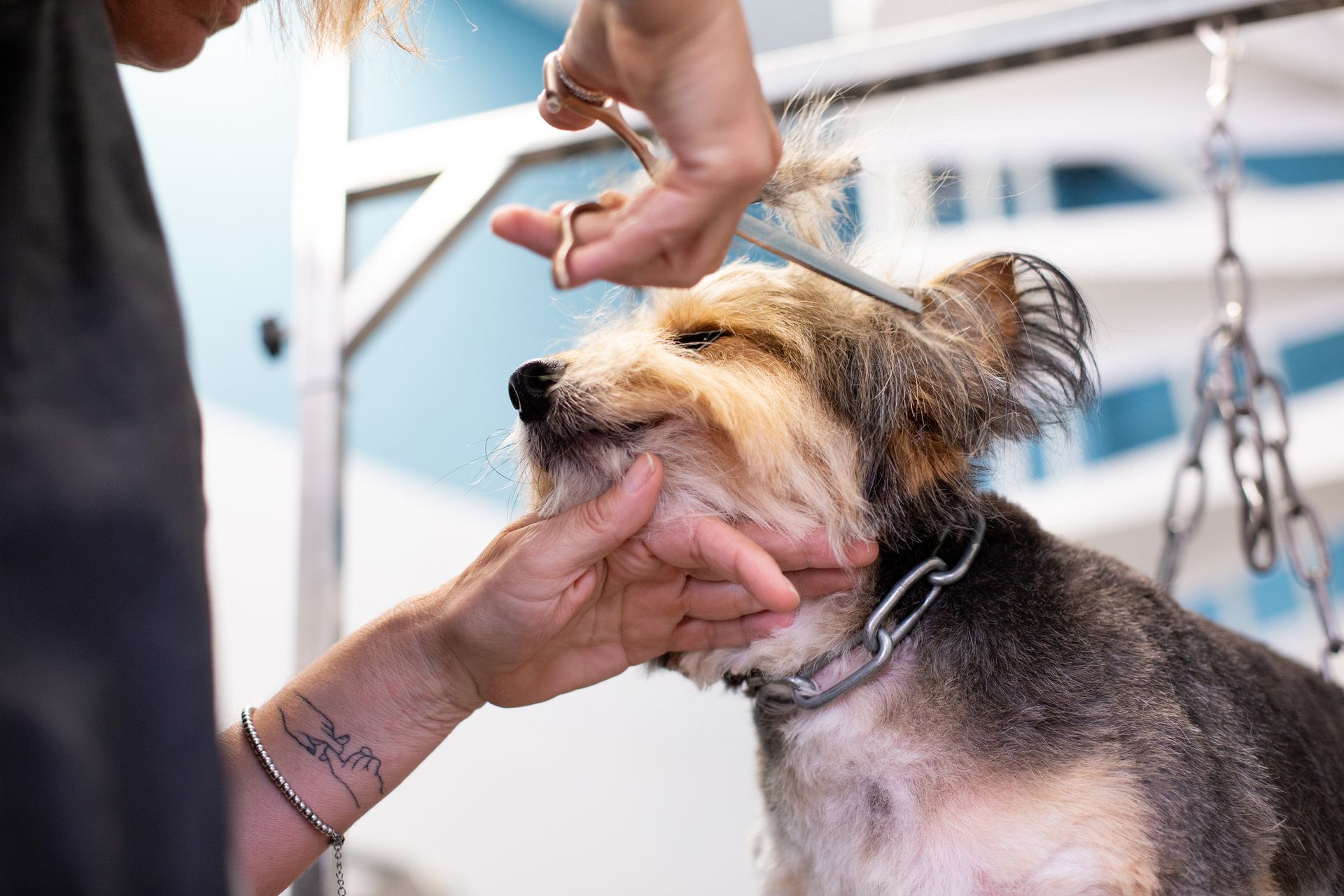 Dog being groomed by a person with scissors.