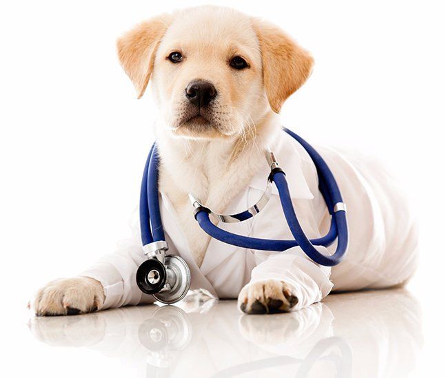 un cane di razza Labrador con uno stetoscopio blu attorno al collo a Assemini, CA