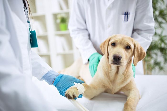 due veterinari stanno visitando un cane che ha appena ricevuto una medicazione alla zampa destra a Assemini, CA