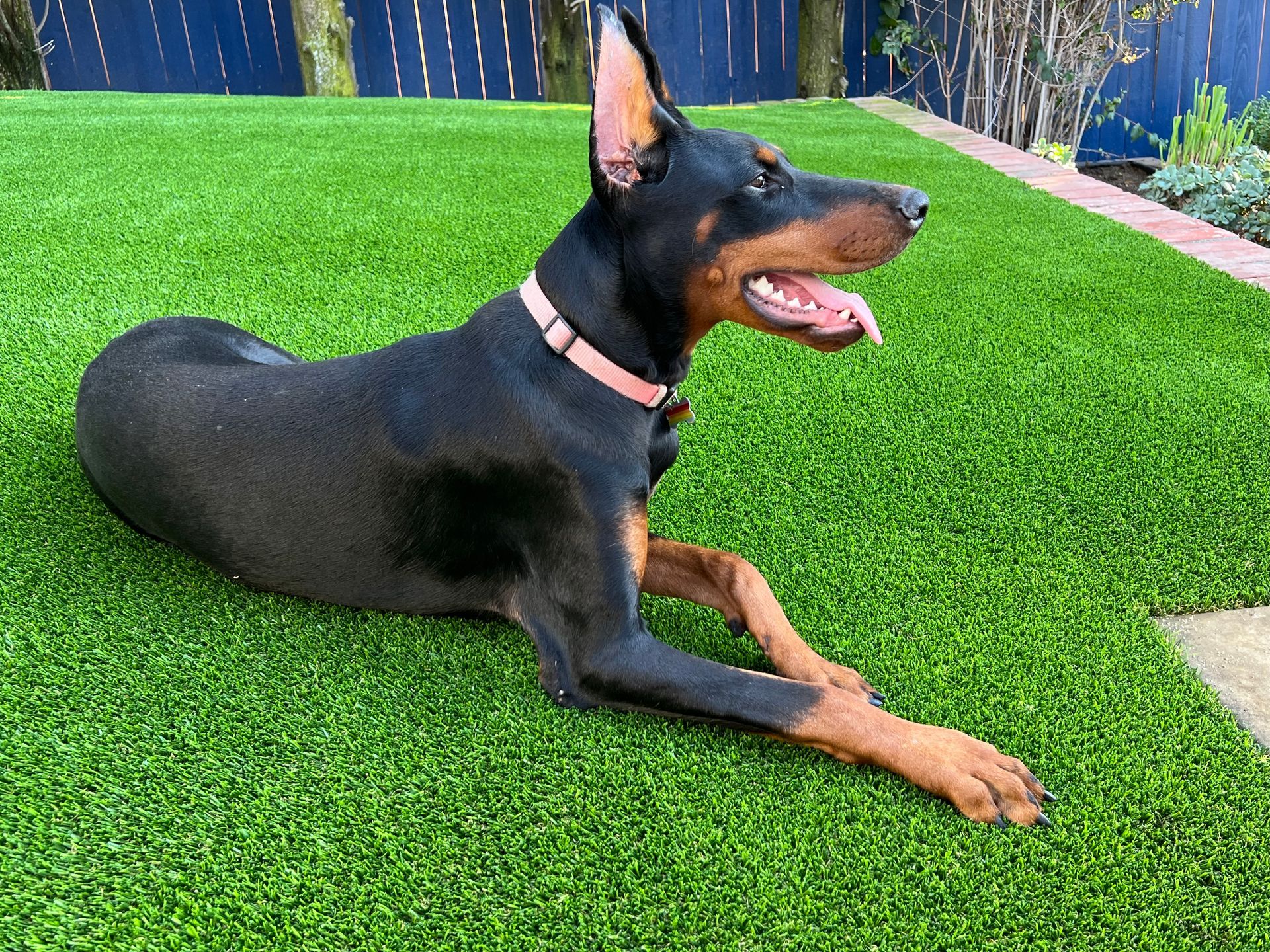 artificial grass and a dog