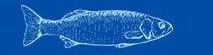 A blue and white drawing of a fish on a blue background.