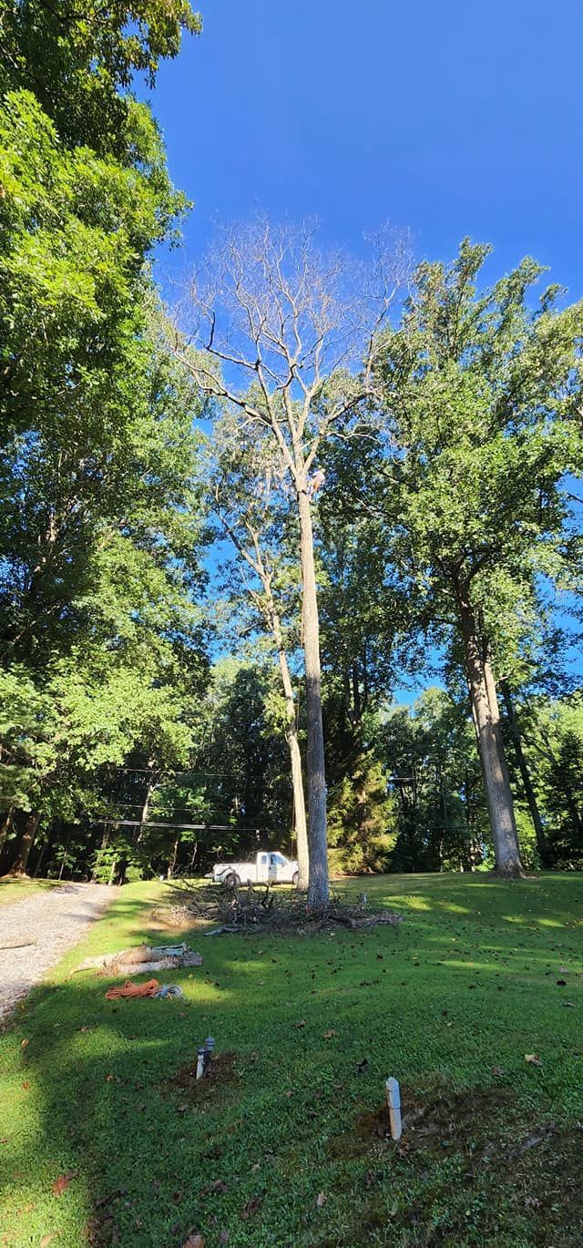 A tree that has been cut down in a yard with a blue sky in the background.