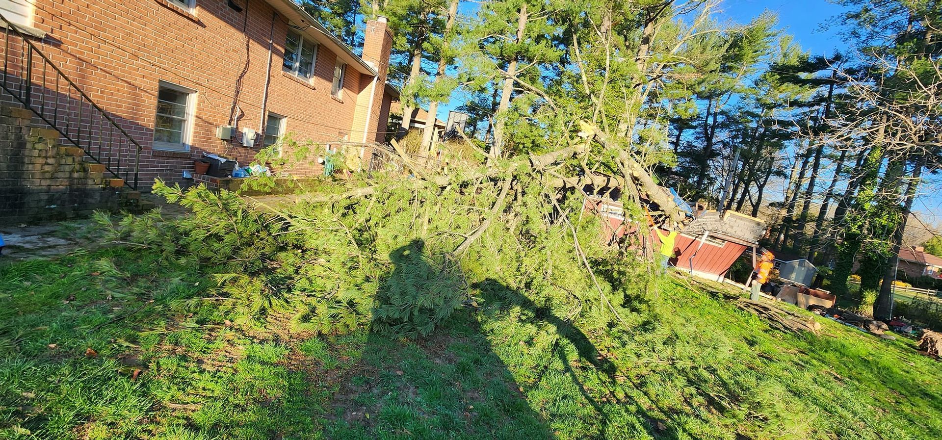 A large tree is fallen in front of a brick house.