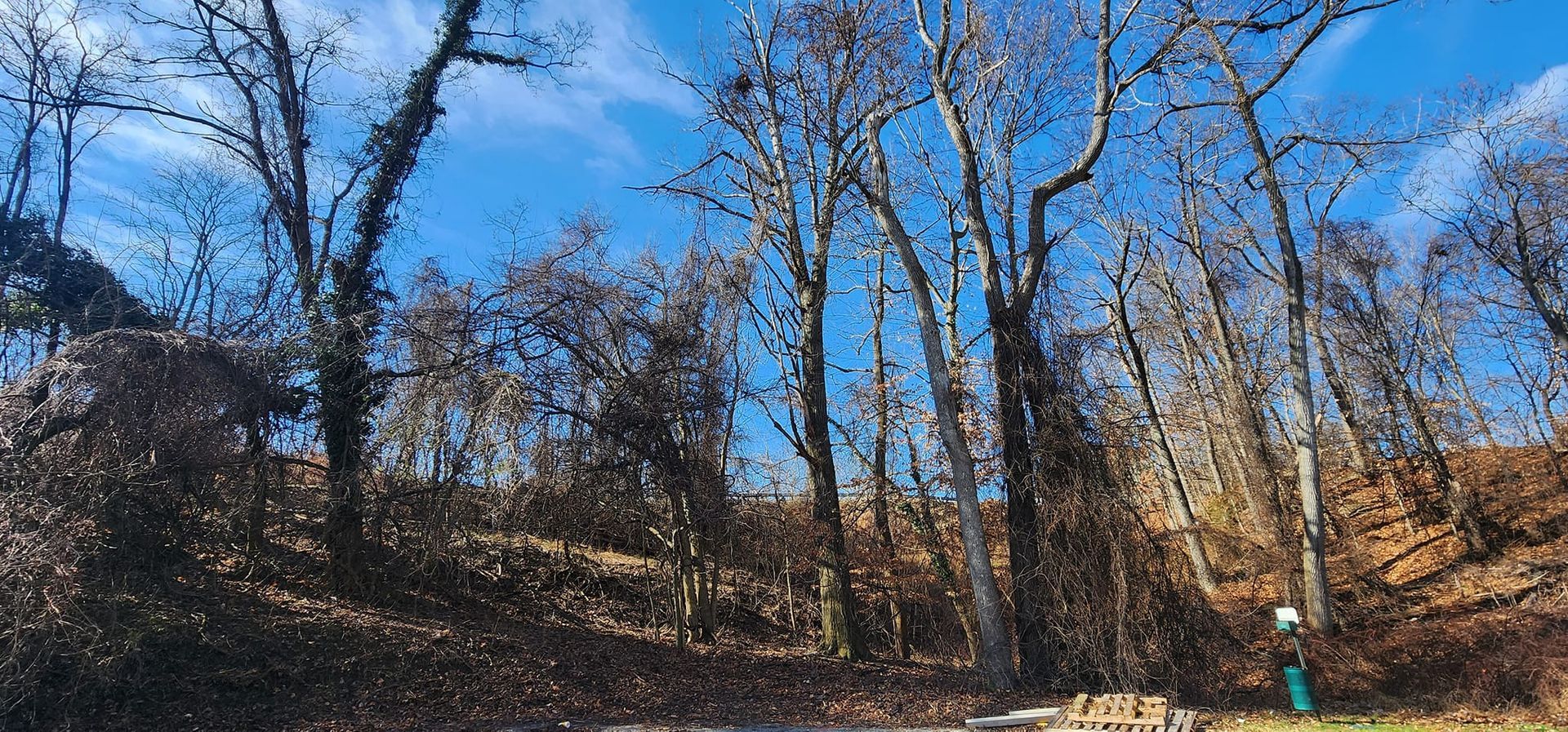 A road going through a forest with trees without leaves on a sunny day.