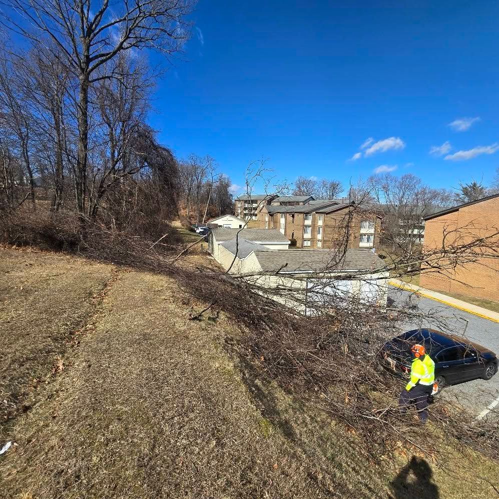 A man is cutting a tree with a chainsaw in a field.