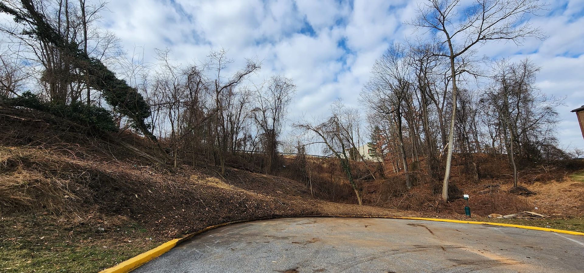 A tree has fallen on the side of a road.
