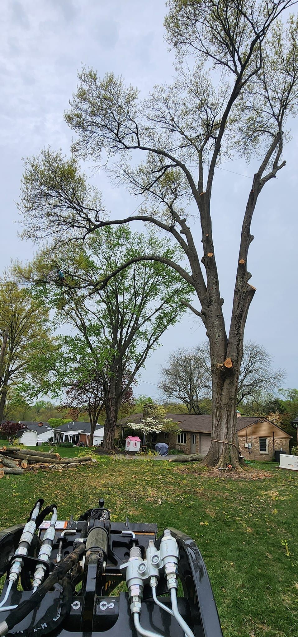 A large tree is sitting in the middle of a grassy field.