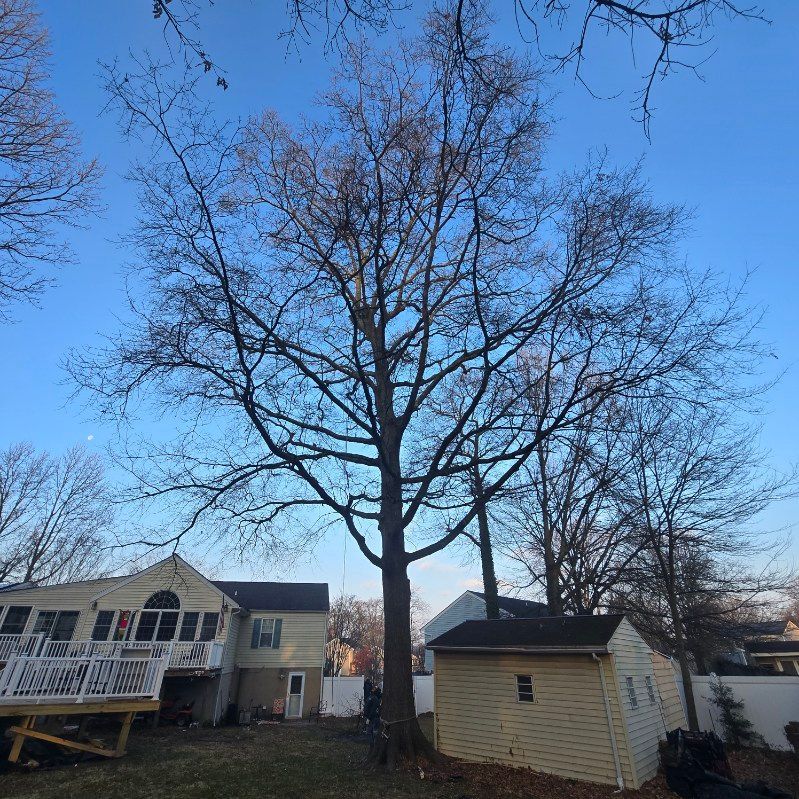 Tall bare tree against a blue sky, towering over houses and a small shed in a backyard.