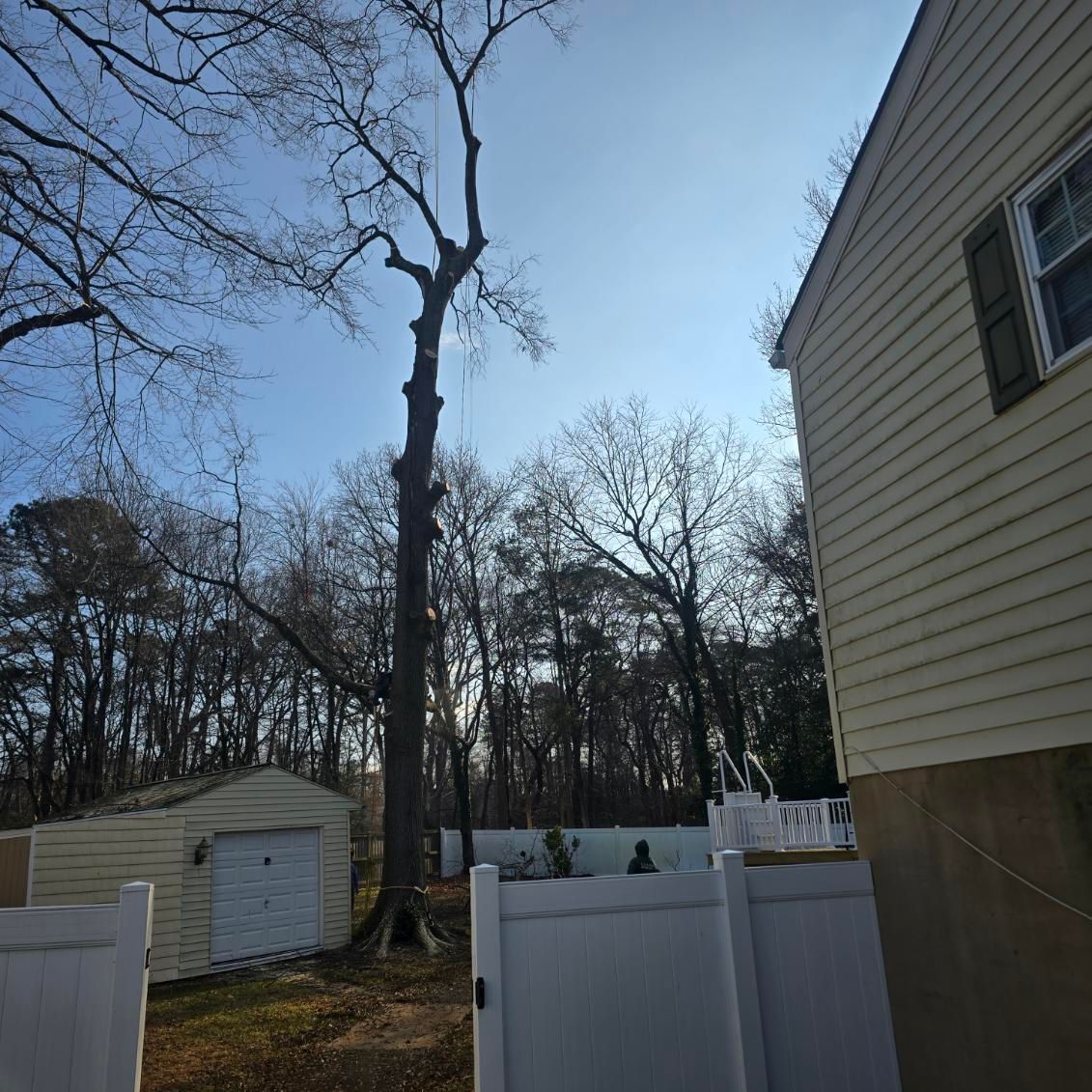 Tall, bare tree in backyard with white fence and shed. Sunny day with partial blue sky.