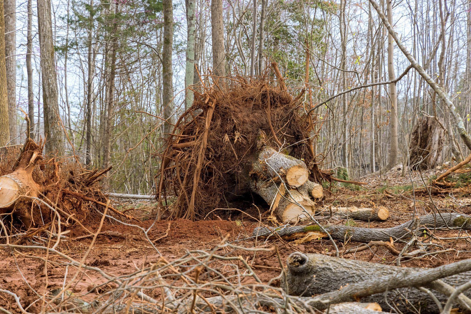 Uprooted tree with exposed roots and felled logs in a forest clearing.