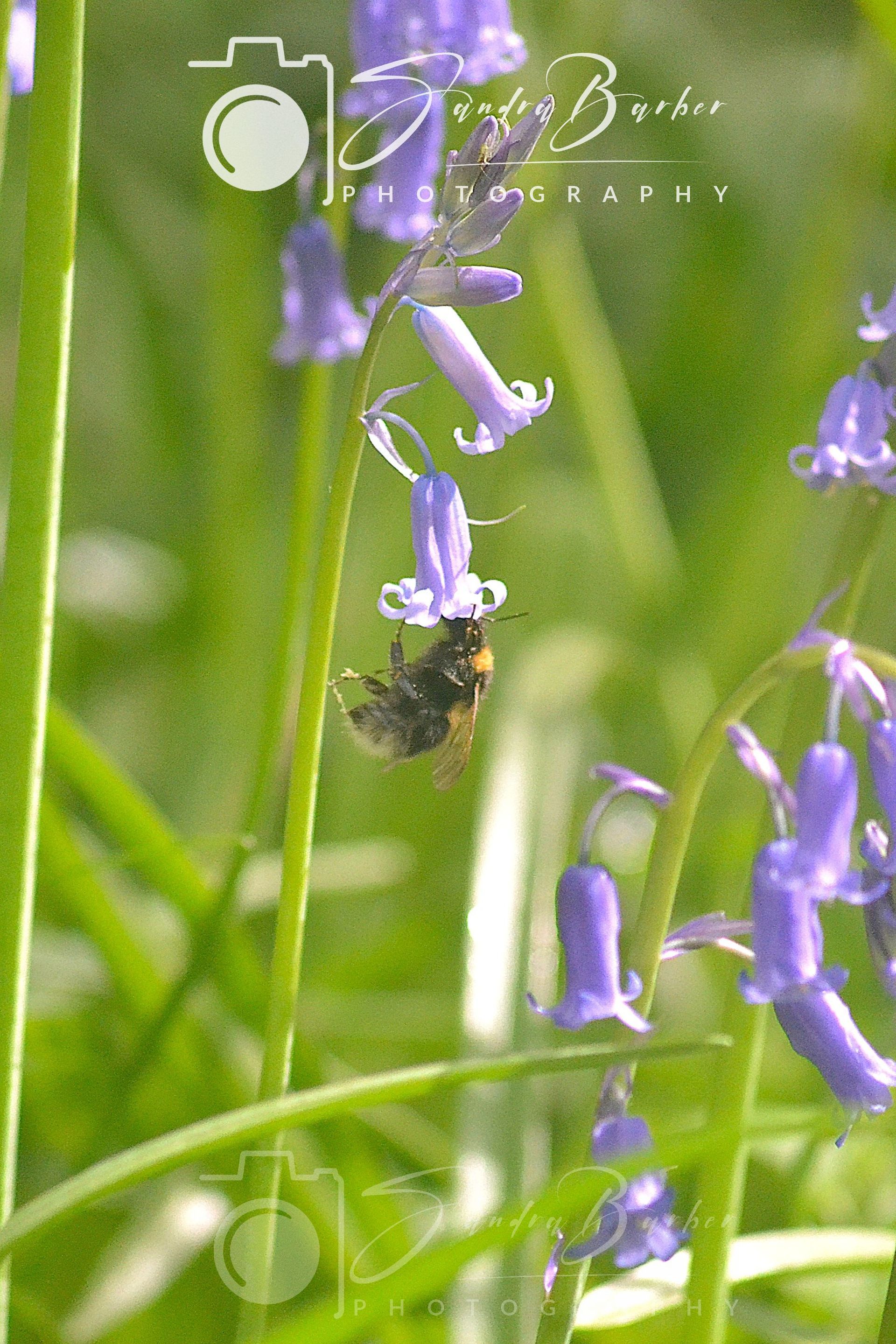 Pets, Wildlife, Bird, Animals, Countryside