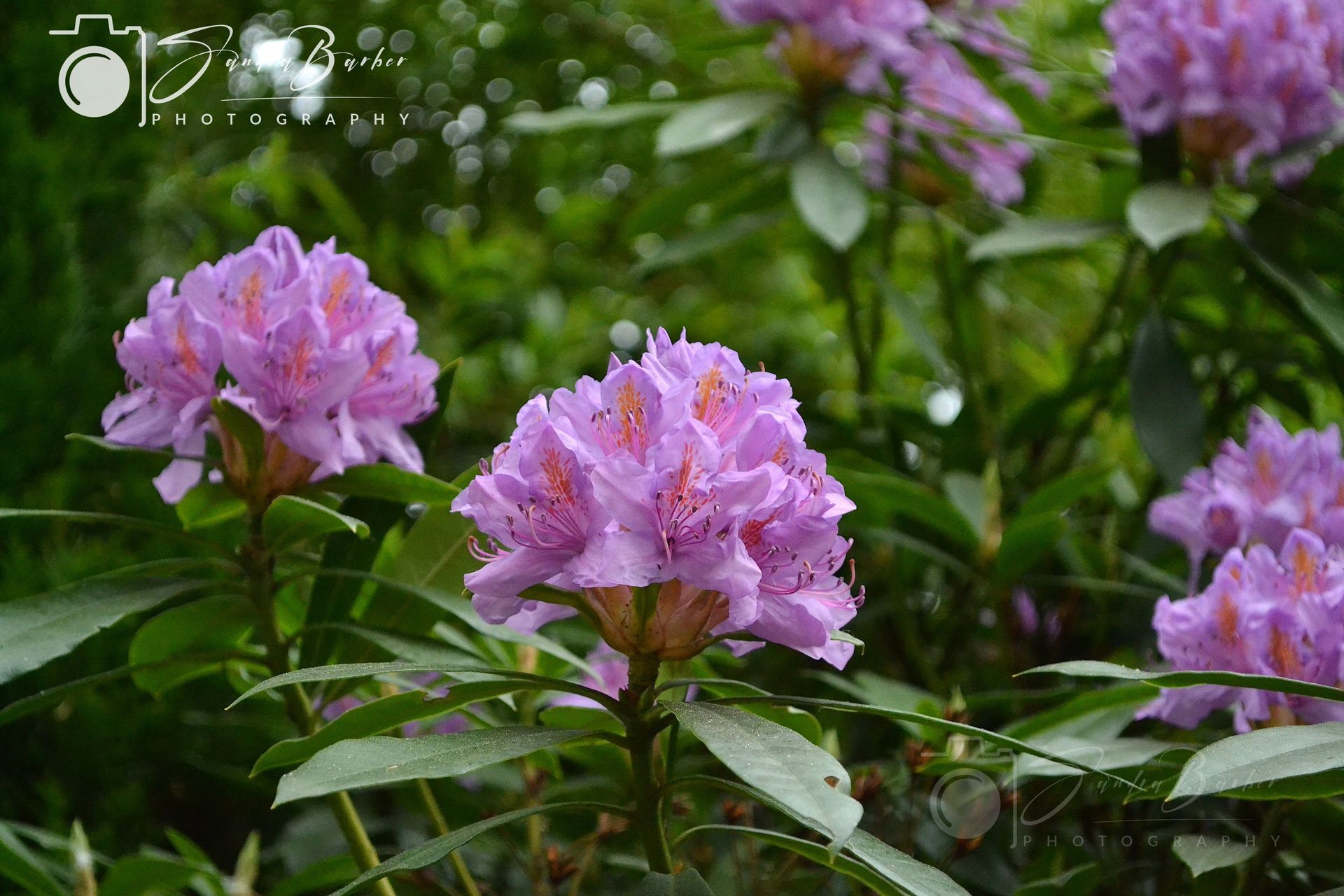 Flowers, Trees, Plants, Garden, Countryside, Outdoors 