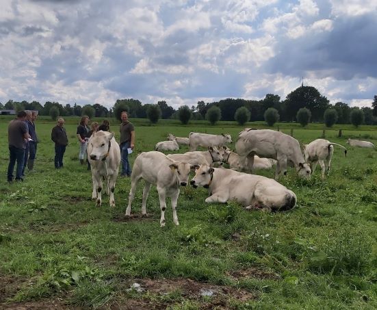 Kalfjes Kijken, eerlijk vllees, Nieuwe Oogst TV