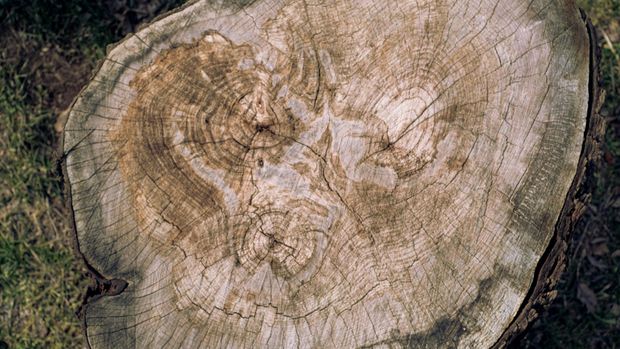 A close up of a tree stump on the ground.