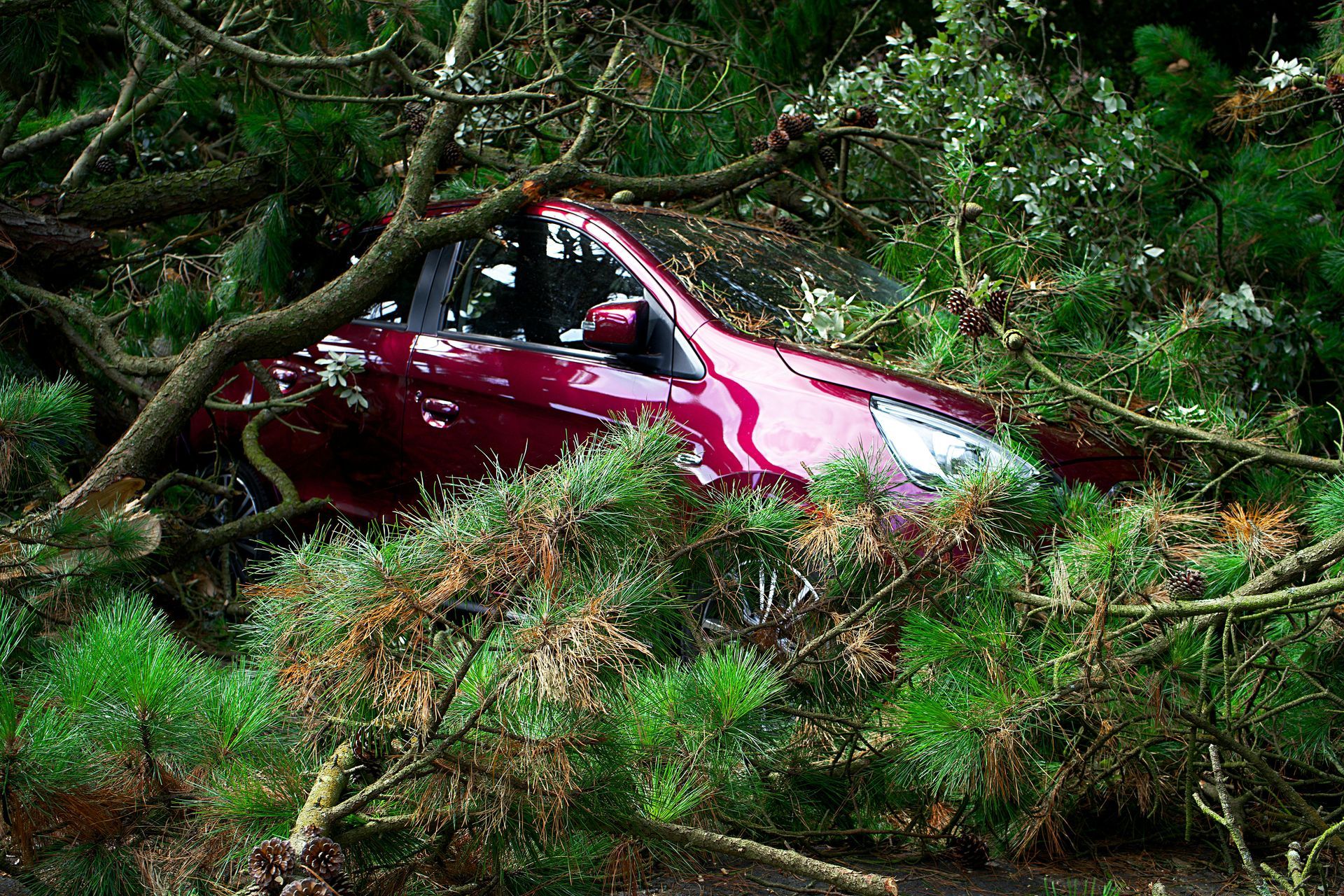 A red car is stuck in a pile of trees.