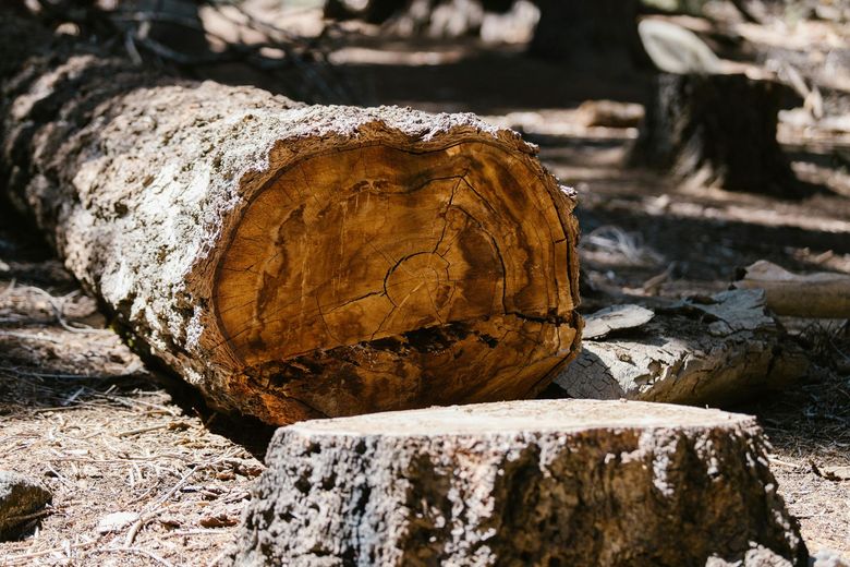 A large log is laying on the ground next to a stump.