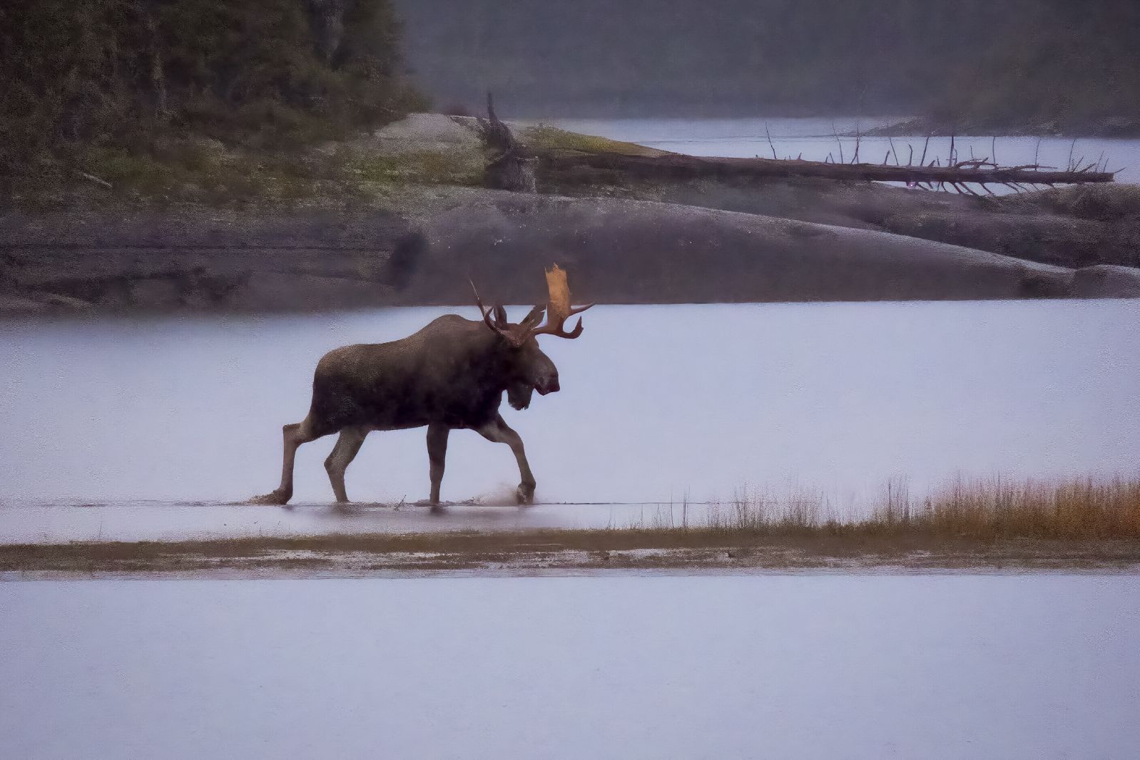 Un élan avec des bois se tient dans les bois et regarde la caméra.