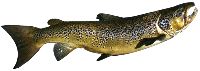 Une truite brune nage dans l'eau sur un fond blanc.