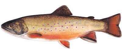 Une truite brune avec des taches rouges nage sur un fond blanc.