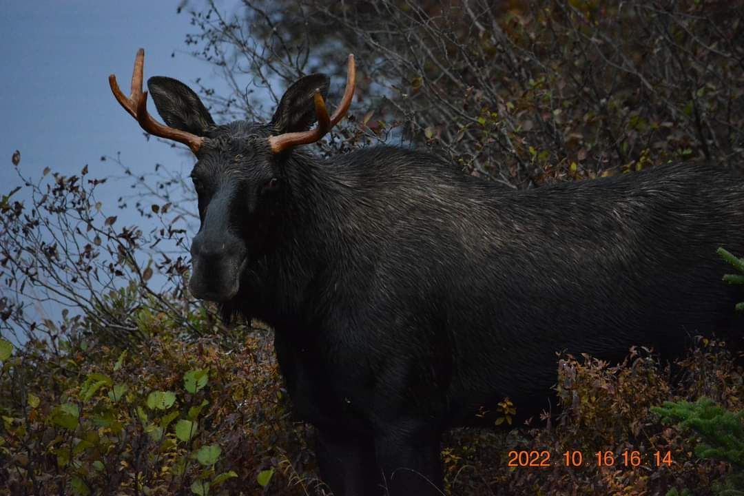 A moose with antlers is standing in the woods and looking at the camera.