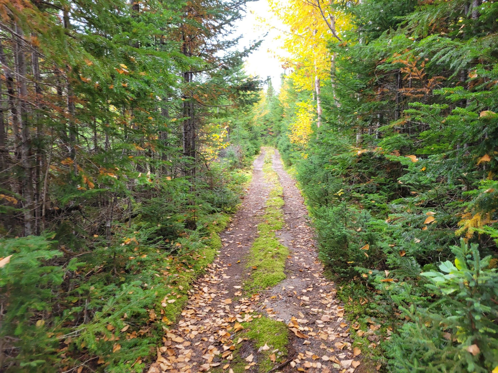 Un chemin de terre au milieu d'une forêt couverte de feuilles.