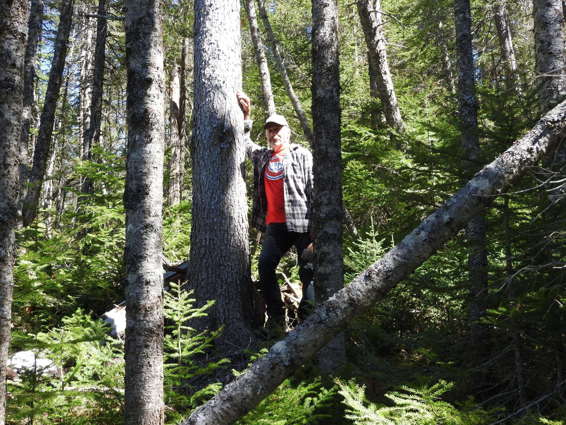 Un homme debout sur une branche d'arbre dans les bois