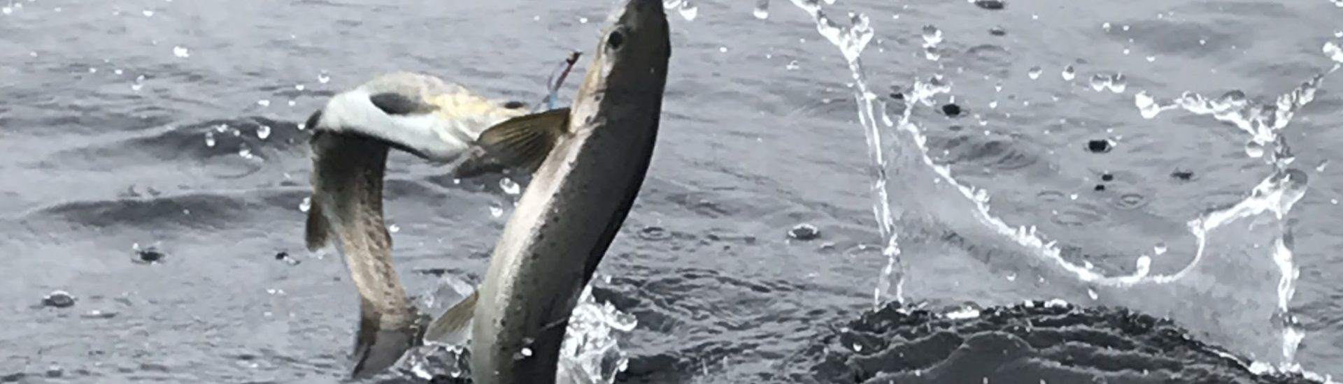 Un poisson saute hors de l'eau avec un hameçon dans la bouche.