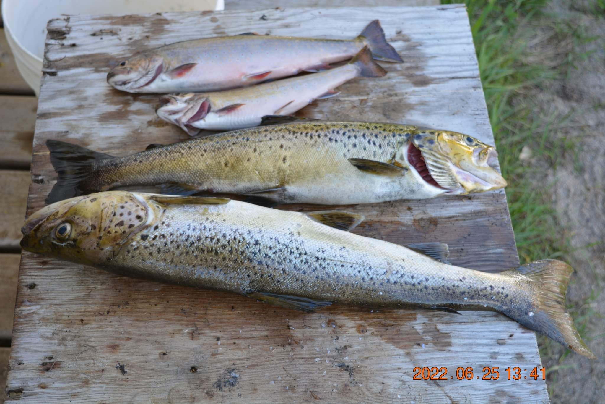 Trois poissons sont assis sur une table en bois.